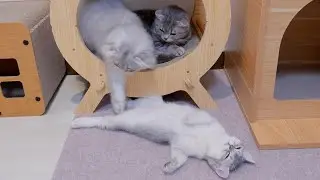 This cute brother worries about his kitten whose battery suddenly ran out...