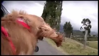 The guide dog