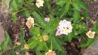 Новые саженцы и растения в моём саду