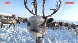 Возвращение легенды: Красная Яранга