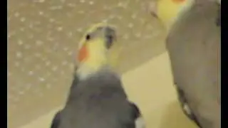 Cockatiel Piper Addams Family