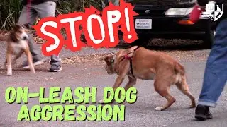 Stop on Leash Dog Aggression