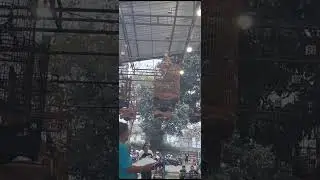 Perdana Main Ke Gantangan..Ari kudus 307 Jagal Jr