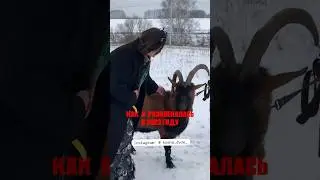 МОЙ КОЗЕЛ🐐