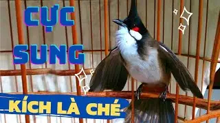 Luyện chào mào hót căng lửa, QUÁ HAY -CHÉ KÍCH CHIM CĂNG ĐÉT, Cách luyện chào mào hót sáng, chao mao