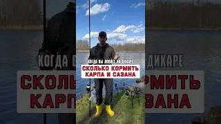 КАК И ЧЕМ ЛУЧШЕ КОРМИТЬ КАРПА на дикаре? 