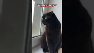 СТРАШНАЯ ОШИБКА ВЛАДЕЛЬЦЕВ КОШЕК😱😱😱НИ КОГДА ТАК  НЕ ДЕЛАЙ