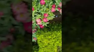 Wow #shortvideo #minivlog #viral