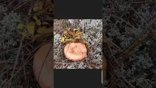 Рыжики растут по ЯГЕЛЮ ! Удивительно !