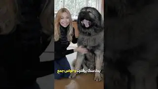 معرفی سگ خطرناک قفقازی🔥#shorts