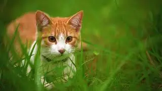 Animal Videos