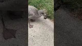 Baby Seagull DEVOURS Crawfish 🦅 🦞 🍴 
