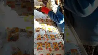 Elma Fidan Üretimi Çöğür Üzerine Aşı Yapımı Yarı Bodur Fidan Aşısı