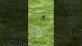 Птичка Сойка #птицыроссии