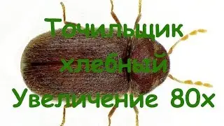 Точильщик хлебный | Под микроскопом | Увеличение 80х