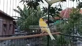 Kicauan Burung Kenari yang merdu sekali...🎶🎶🎶 #kicaumania #burungkicaugacor