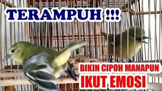 TERAMPUH : Bikin Cipoh / Sirtu Manapun Ikut Gacor Emosi Tarung