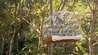 Puxada Top Trinca Ferro (soldado)no Mato