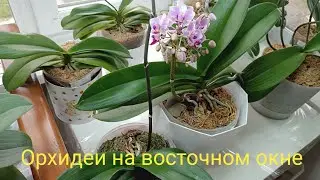 Орхидеи на восточном окне🌿🌺