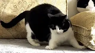 Cat Zoomies