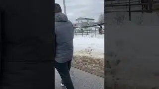 Doberman and horse 