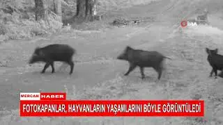 FOTOKAPANLAR, HAYVANLARIN YAŞAMLARINI BÖYLE GÖRÜNTÜLEDİ