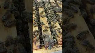 альпиец на медосборе