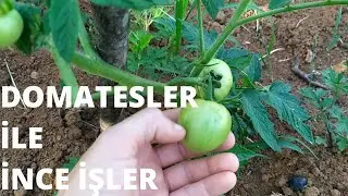 Domates Fidesi Dikimi ve Domates Fidesi Bağlama. Yeşil Yeşil Domatesler🍅