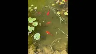 Ыссык куль