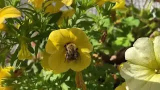 Beautiful bee buzzing busily (31 Aug 2022)
