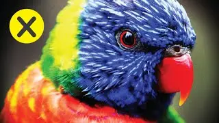 10 Animales más inteligentes del mundo