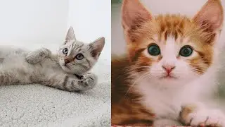 My Cat Doing This All Day | CUTE CAT BLOG | Cat Festiva