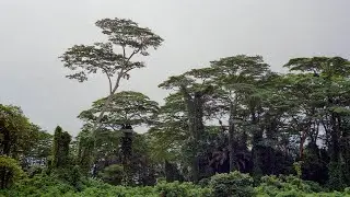 Photographing Clementi Forest