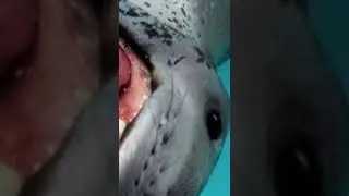 Котик морской