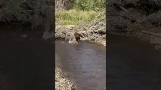 Our dog Mox gets spooked by a zombie salmon. #alaskan #zombie #salmon #river #doggo