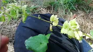 Две разные "дикие" мяты, не перечные