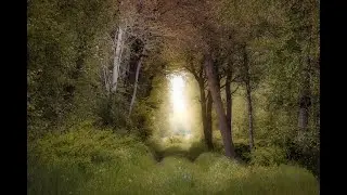 The Woodland Trail - Free to Use Music