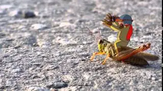 Riding the grasshopper