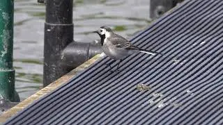 Pied Wagtail on the jetty