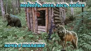 Шалаш на солонце - таково мы еще не видели, медведь, лось ,волк, кабан.