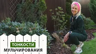 Почему нужно сделать мульчирование на своем участке? Плюсы мульчирования для сада