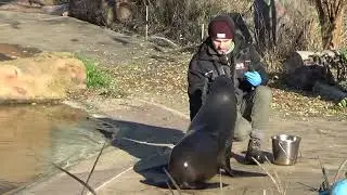 Zoo Wroclaw#seals undergo physical health check