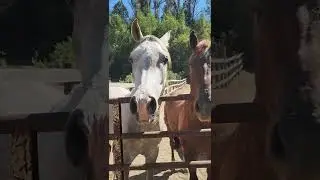 Dainty Rascal Dancing Introduces MORE Horses! Heart of Gold Sanctuary 💛