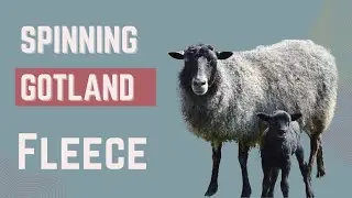 How to Spin Gotland Wool into Yarn