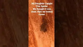 Spider Molting