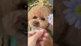 Perdió a su perrito