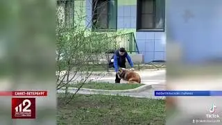 Бьет собаку другой собакой