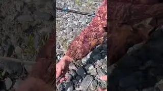 Рыбалка на хариуса на Алтае