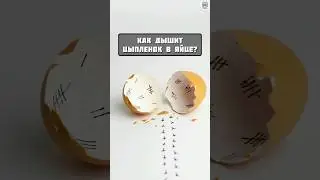 Интересный факт / как дышит цыпленок в яйце 