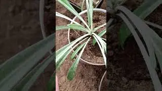 🌿🌿🌿Гацания 